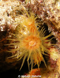 Sea Anemones, by Hisham Elshafie 